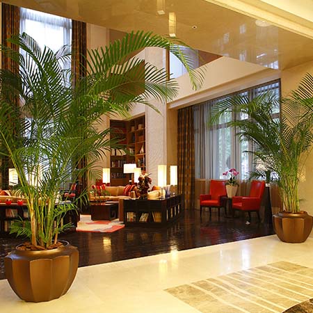 会客区大型散尾葵