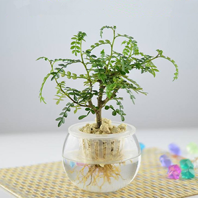 水培清香木图片