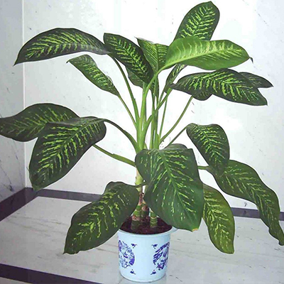 斑马万年青图片