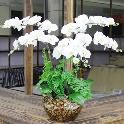 白色蝴蝶兰图片