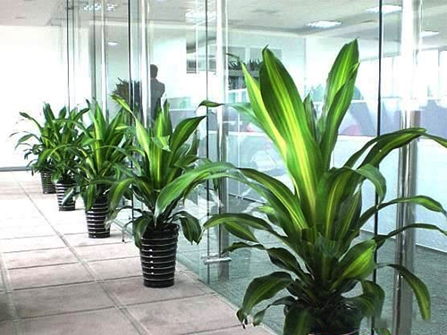 办公室绿植租摆案例