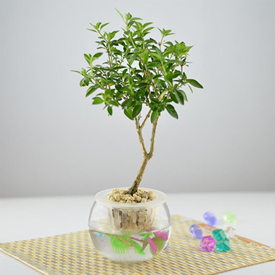 水培六月雪图片