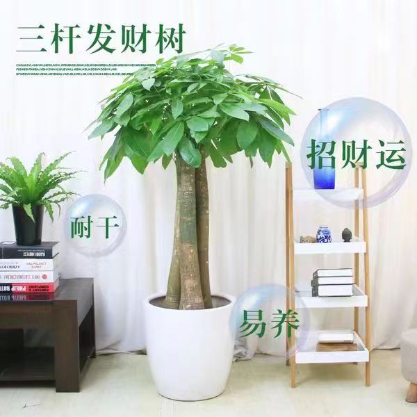 发财树图片