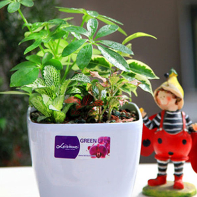 七叶莲拼盆图片