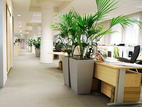 办公室绿植租摆案例