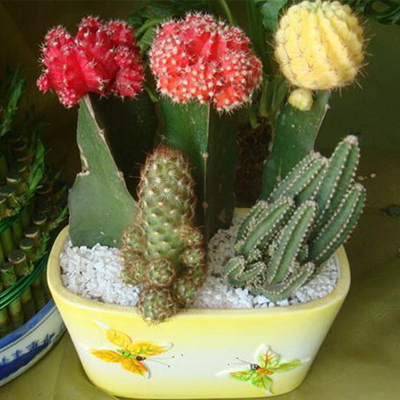 仙人球组合图片