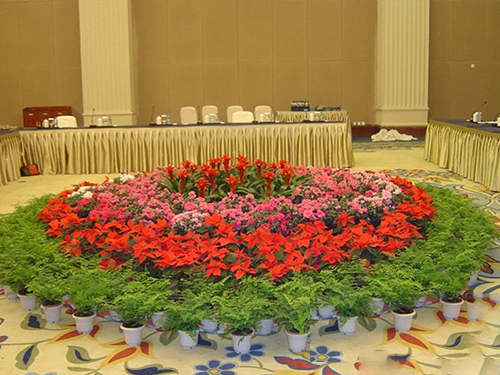 会议花卉租摆案例