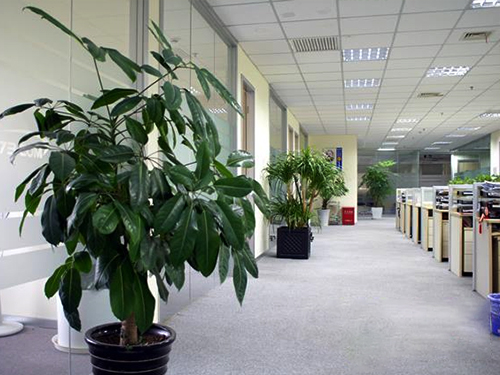 办公室绿植租摆案例
