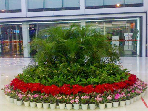 酒店花卉租摆案例