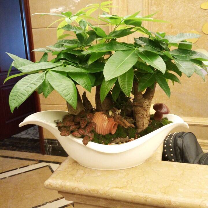 发财树盆景图片