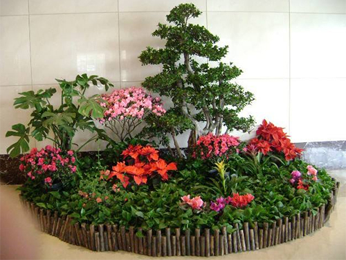 写字楼花卉租摆案例
