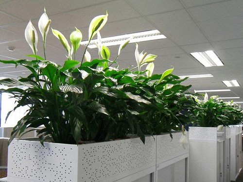 办公室花卉租摆案例