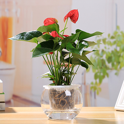 水培红掌图片