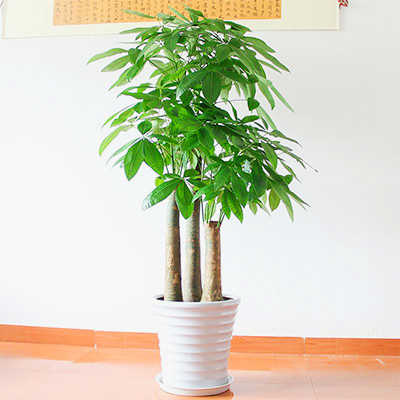 三杆发财树图片