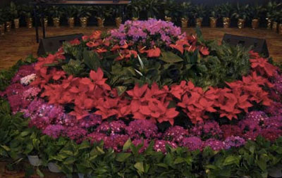 会议会展花卉租摆