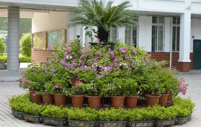 会议会展花卉租摆