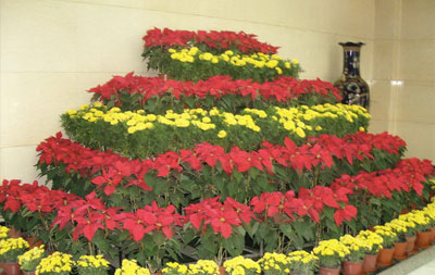 会议会展花卉租摆